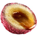 Boilies LK Baits Nutrigo - PLUMBERRY 800g