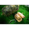 Zmes My Baits Hemp-Buckwheat Mix "Green Lipped Monster"3l